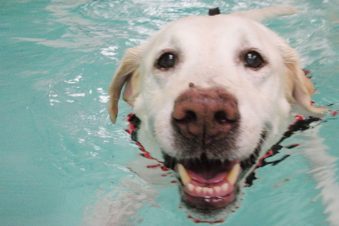 Four Seasons Canine Hydrotherapy Wales Tredegar 